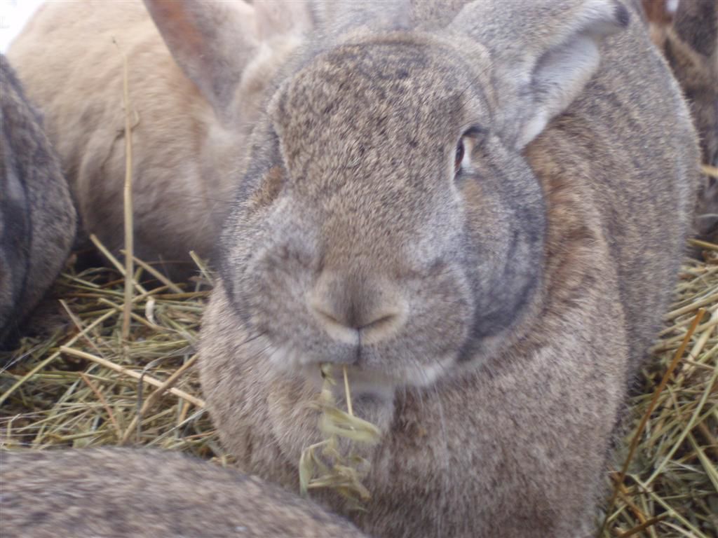 sijeno u prehrani kunića