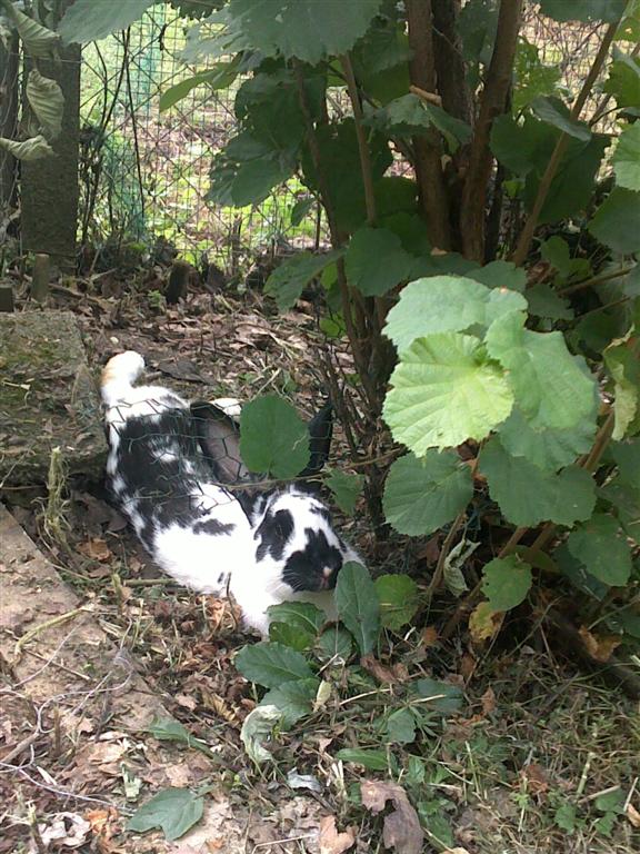 kunić leži u hladu